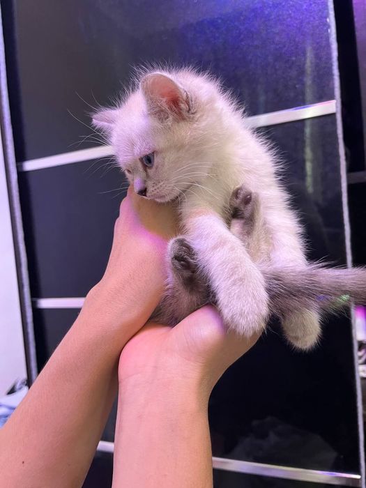 Котенок продистый