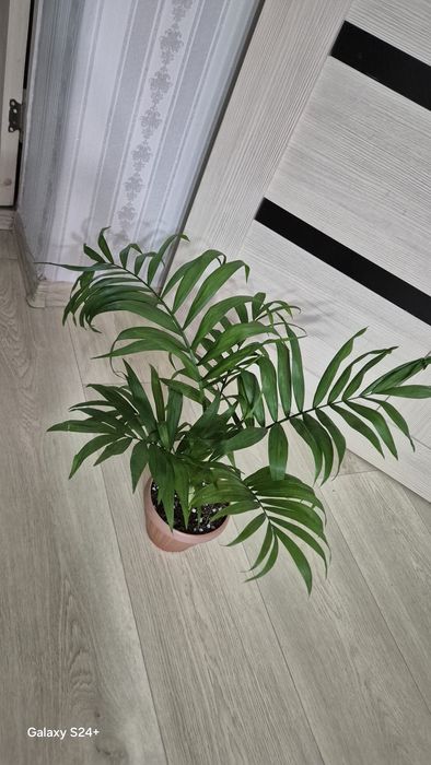 Хамедорея Элеганс