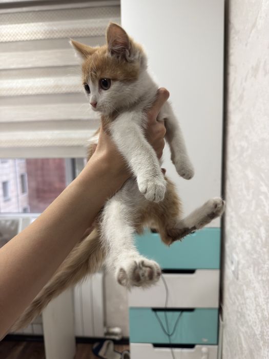 Отдам даром котенка, мальчик