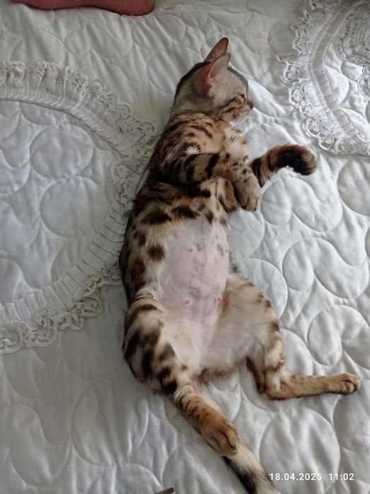 Бенгальский кошка