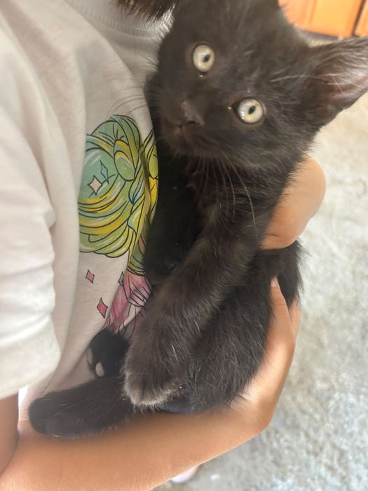 Отдам Домашних Котят В Добрые Руки