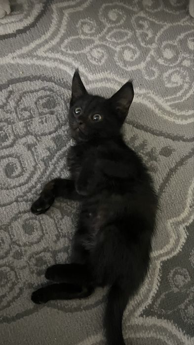 Котенок продается