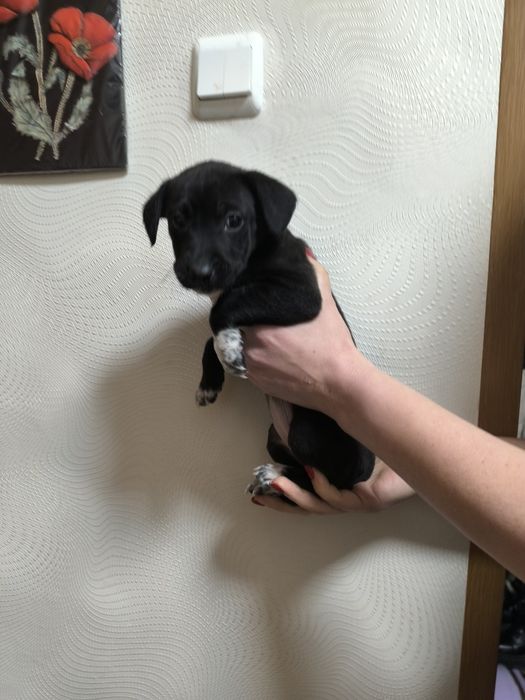 Срочно.отдам щенков