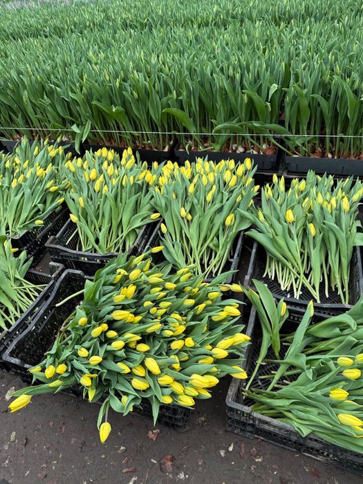 Тюлпаны предзаказ принимаем. 1000 шт есть.