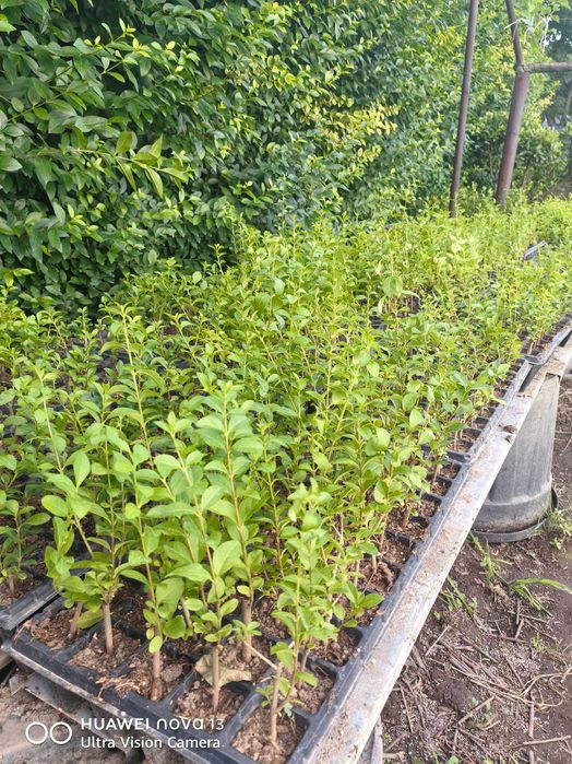 Лигуструм на тарелки