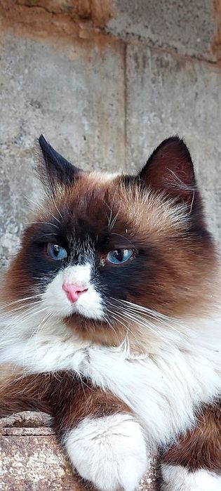 Продам ragdol кошка