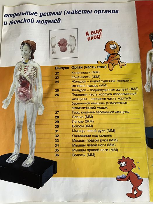Набор детских книг "Анатомия человека"