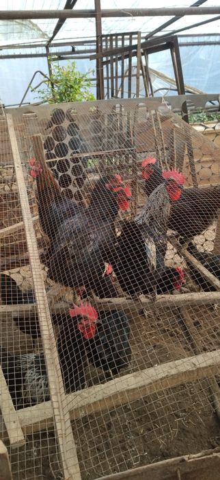 Qora shaxzoda xorozlar sotiladi