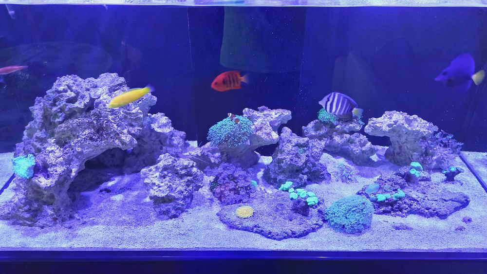 Морски аквариум RED SEA DELUX 425