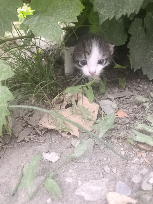 Отдам котят в хорошие руки.