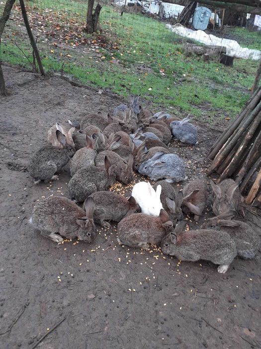 Vand iepuri Urias German