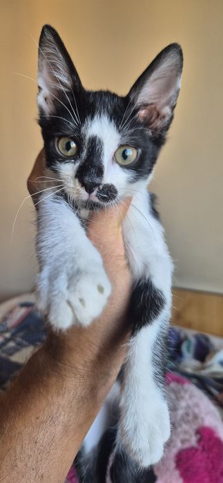 Подарявам котета