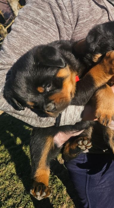 Pui Rottweiler cu Pedigree