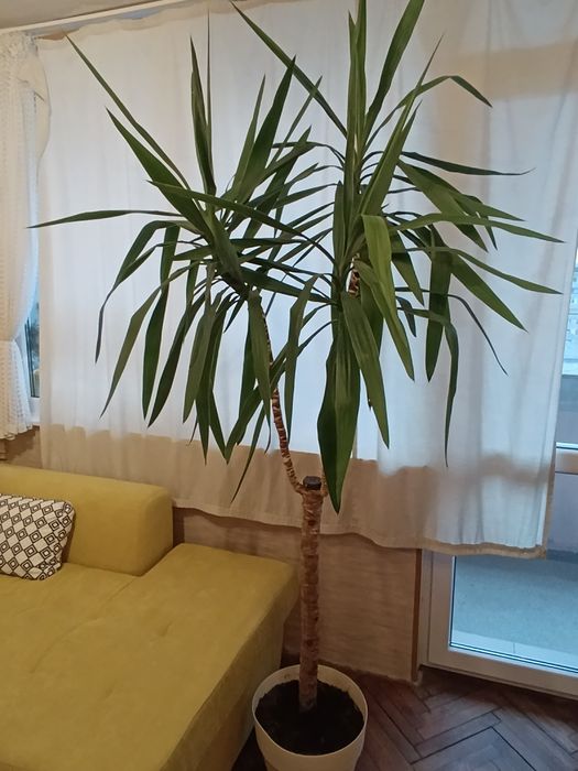 Слонска Юка - Палма 80лв