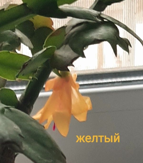 Комнатные цветы шлюмбергеры