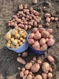 Продам картофель дачный 10л ведро - 3500тг