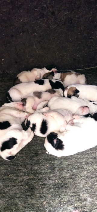 Щенки Алабайчики