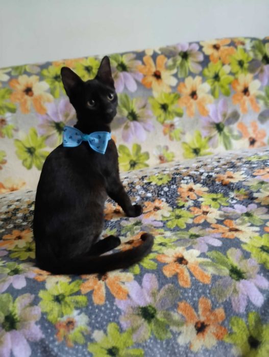 Donez spre adopție pui de pisică