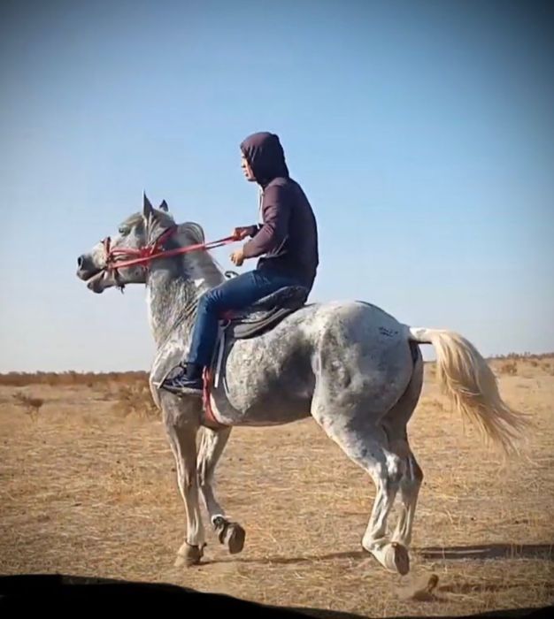 Айғыр бар жуас үйірге жақсы