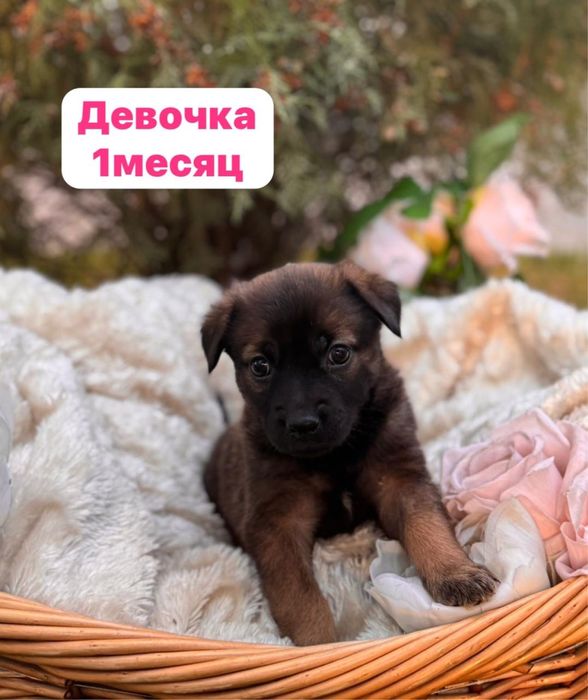 Девочка собачка отдаем в добрые руки