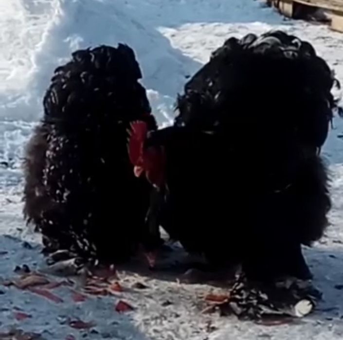 продам семью курей породы кохи