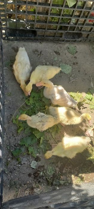 Гусята   продам срочно