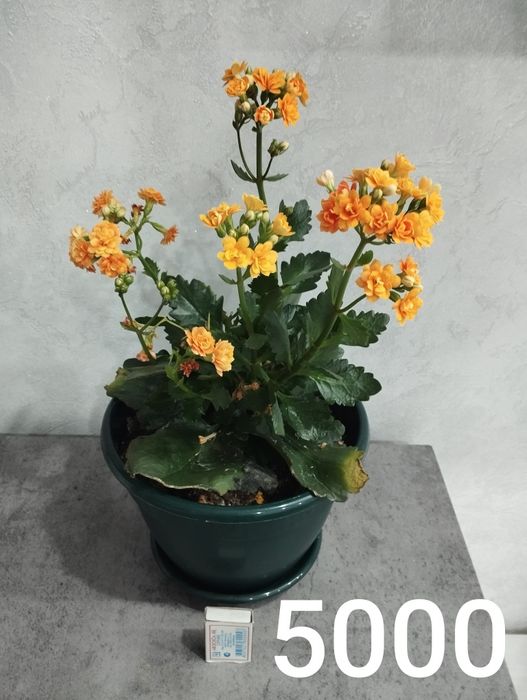 Продам комнатные растения