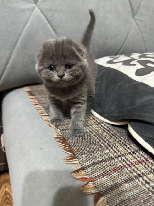 Продам котят Астана