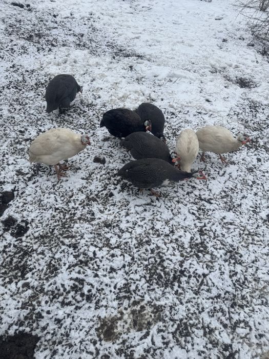 Vand dau schimb mascul bibilica indigo