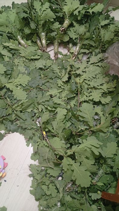 Продам венники банные