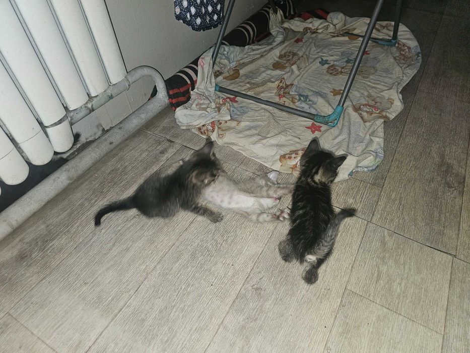 Котята темные в хорошие руки