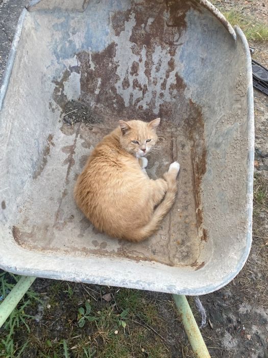 Отдам кота в добрые руки