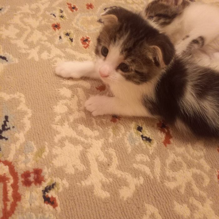 Вислоухий котёнок 1,5месяц  девочка