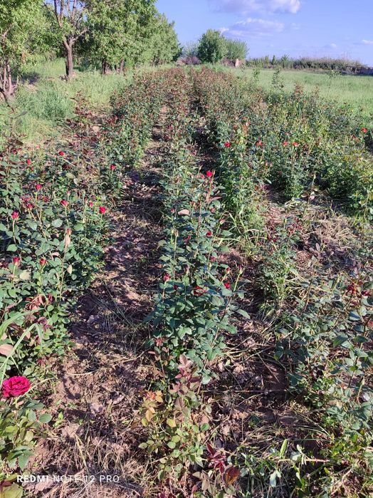 Atirgul kuchati sotiladi