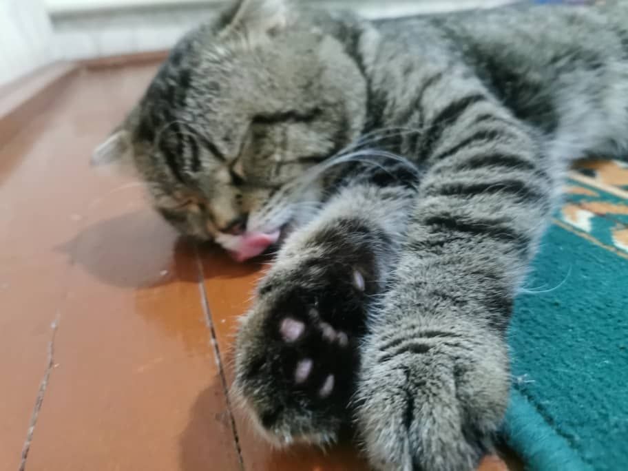 Скотиш       Фолд