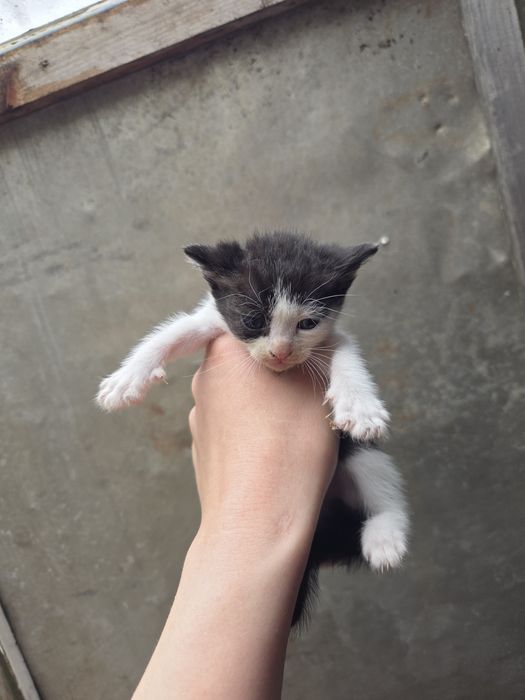 Pui de pisică isi cauta o căsuță