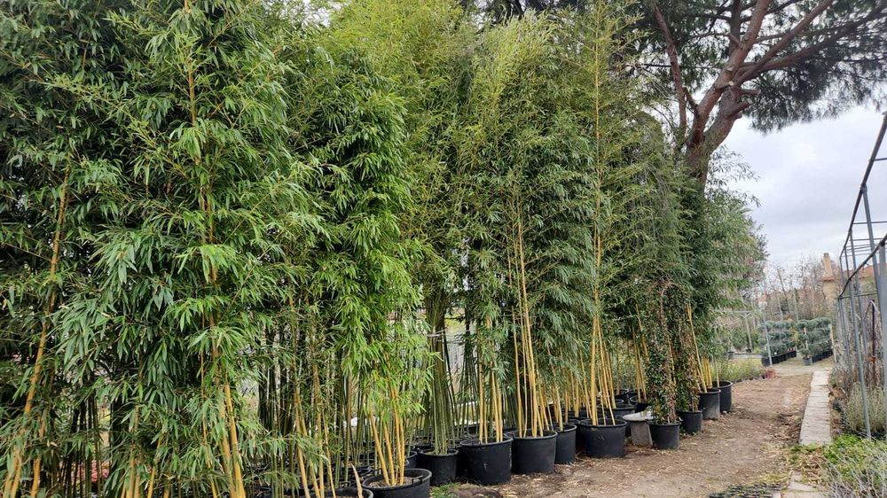 Bambus vescnic verde la ghiveci rezistent iarna