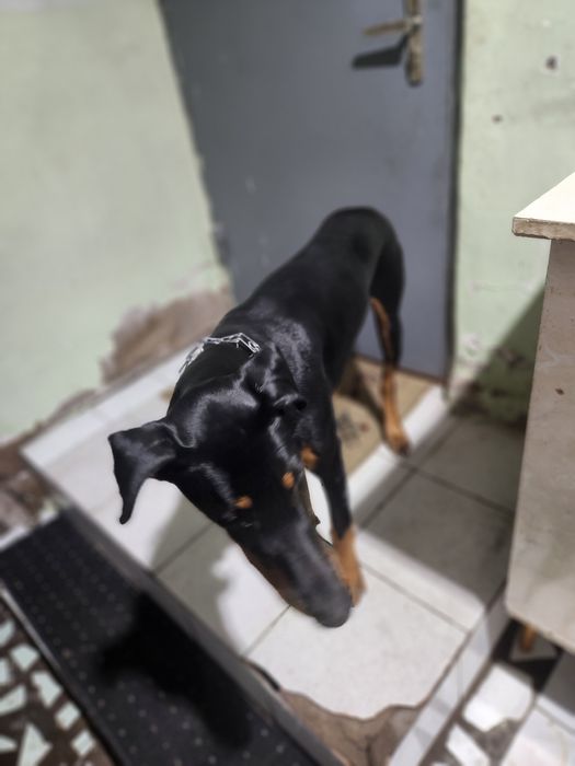 Продам собаку Доберман