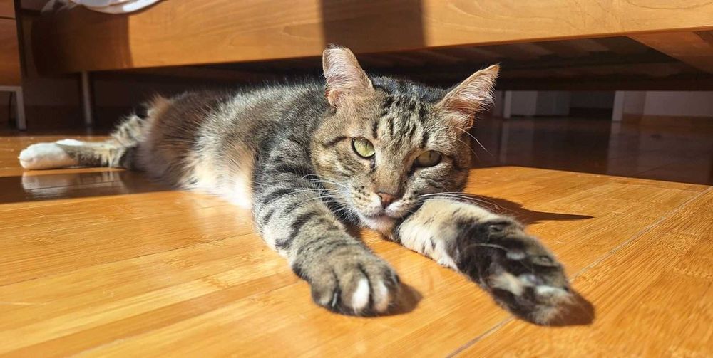 Тиги, 3-годишно коте-терапевт, търси дом!