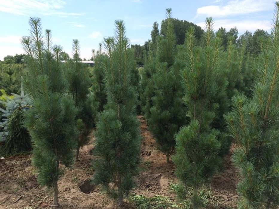 Арча кучатлар.  50cм дан 4 метргача