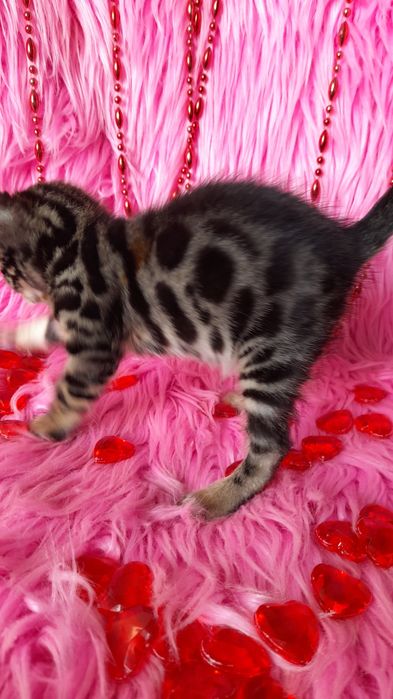 чистокровная бенгальская девочка