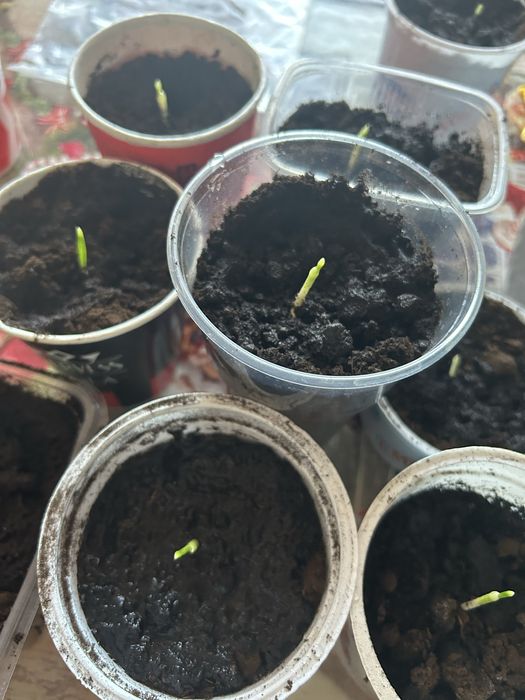 Продам отростки финиковой пальмы