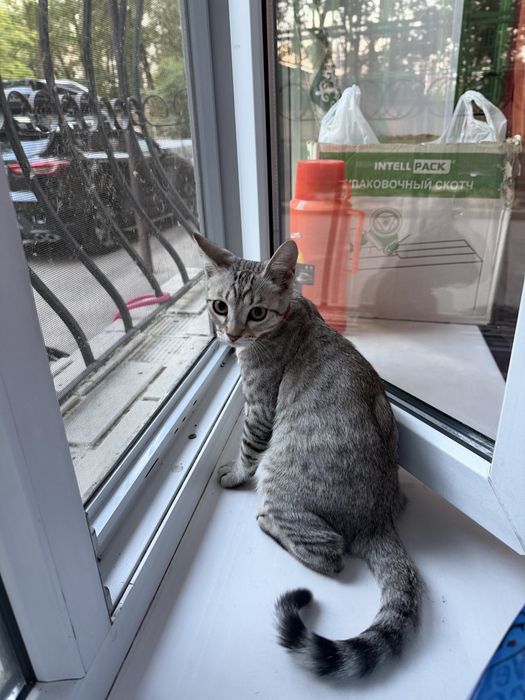 Срочно отдам котенка мальчика