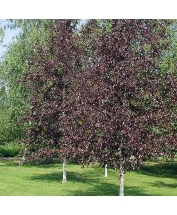Mesteacan -Betula Pendula  mesteacan verde purpuriu  auriu