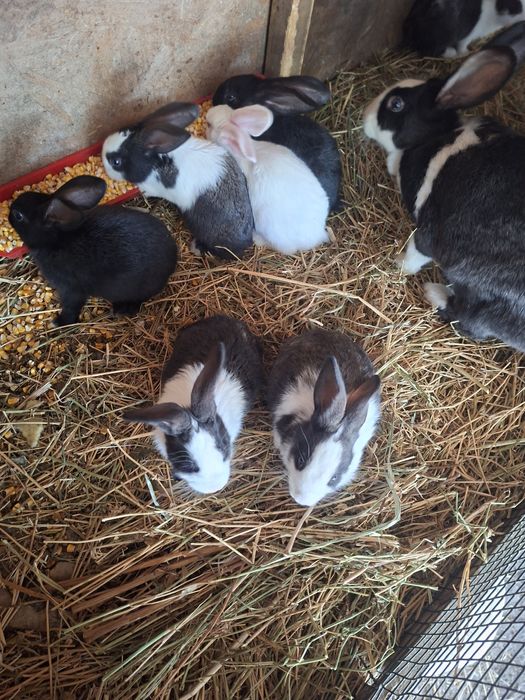 Iepurasi hycole francez