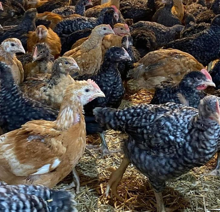 Pui de carne si rasă mixtă prima serie