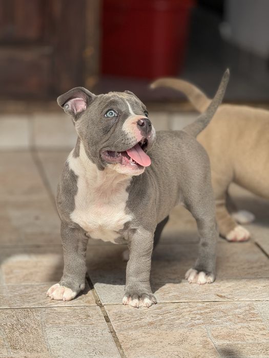 Femela American bully