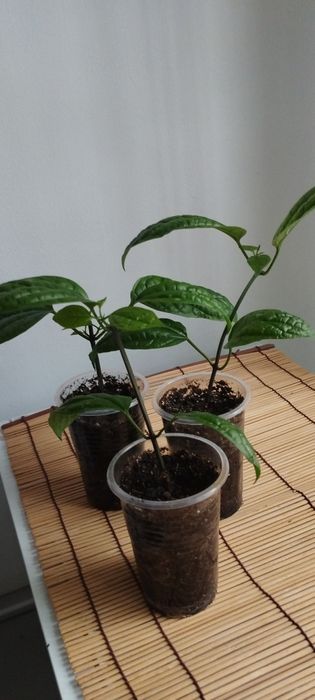 Укоренённые черенки клеродендрона Томпсона.