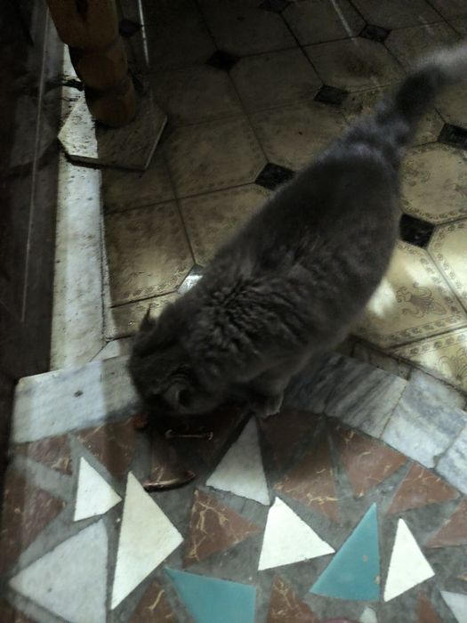 Mushuk sotiladi kul rang jundor