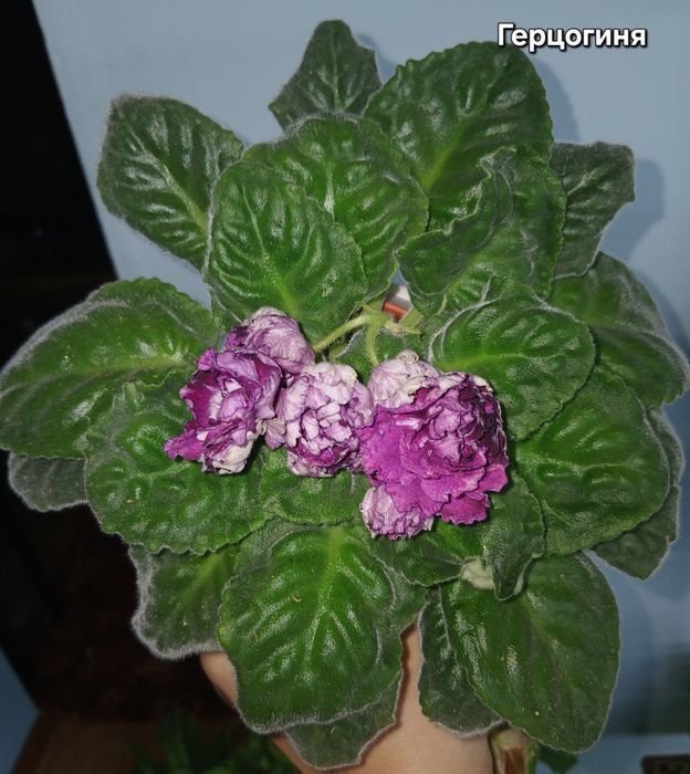 Продам фиалки взрослые